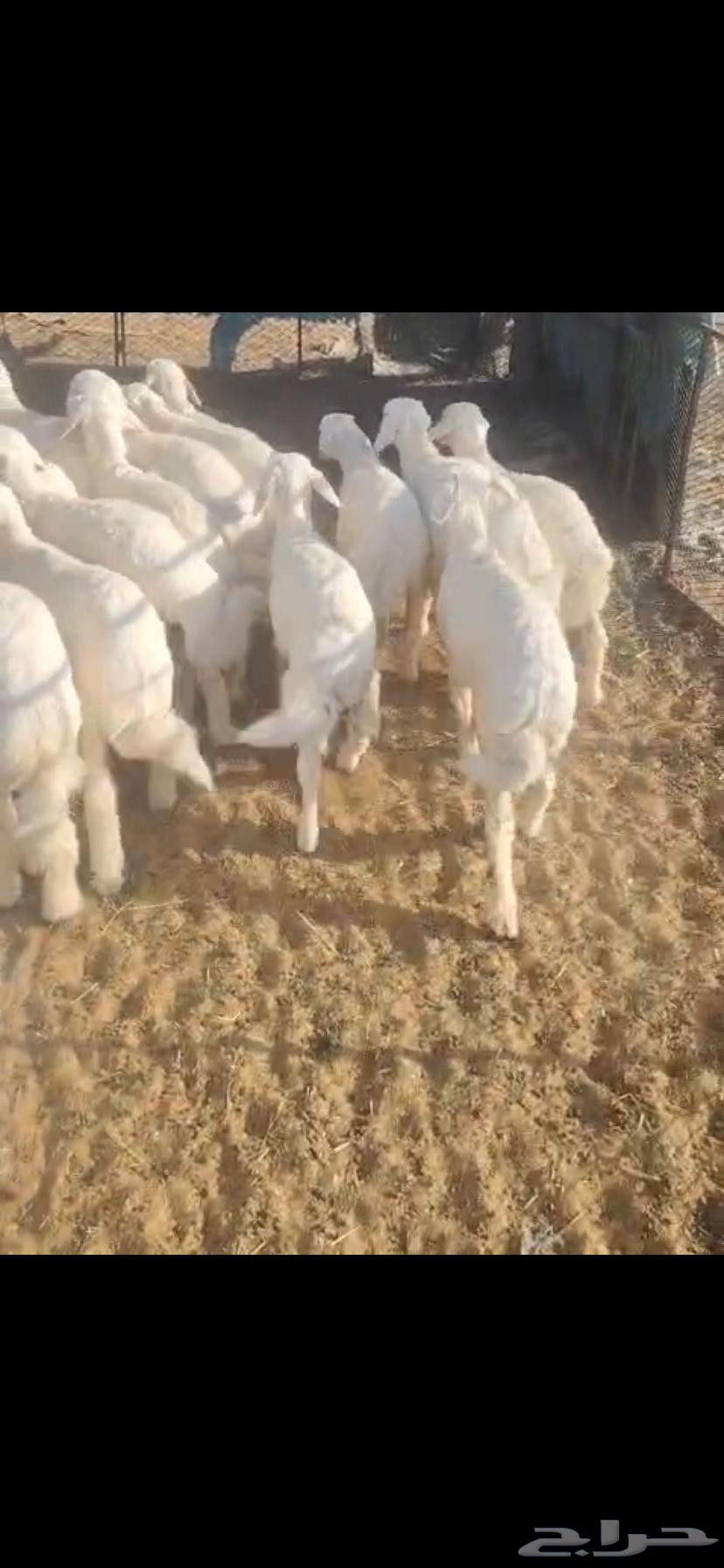 بهم تربيه تم البيع اضغط متابعه يصلك كل جديد نعرضه64680074112514110