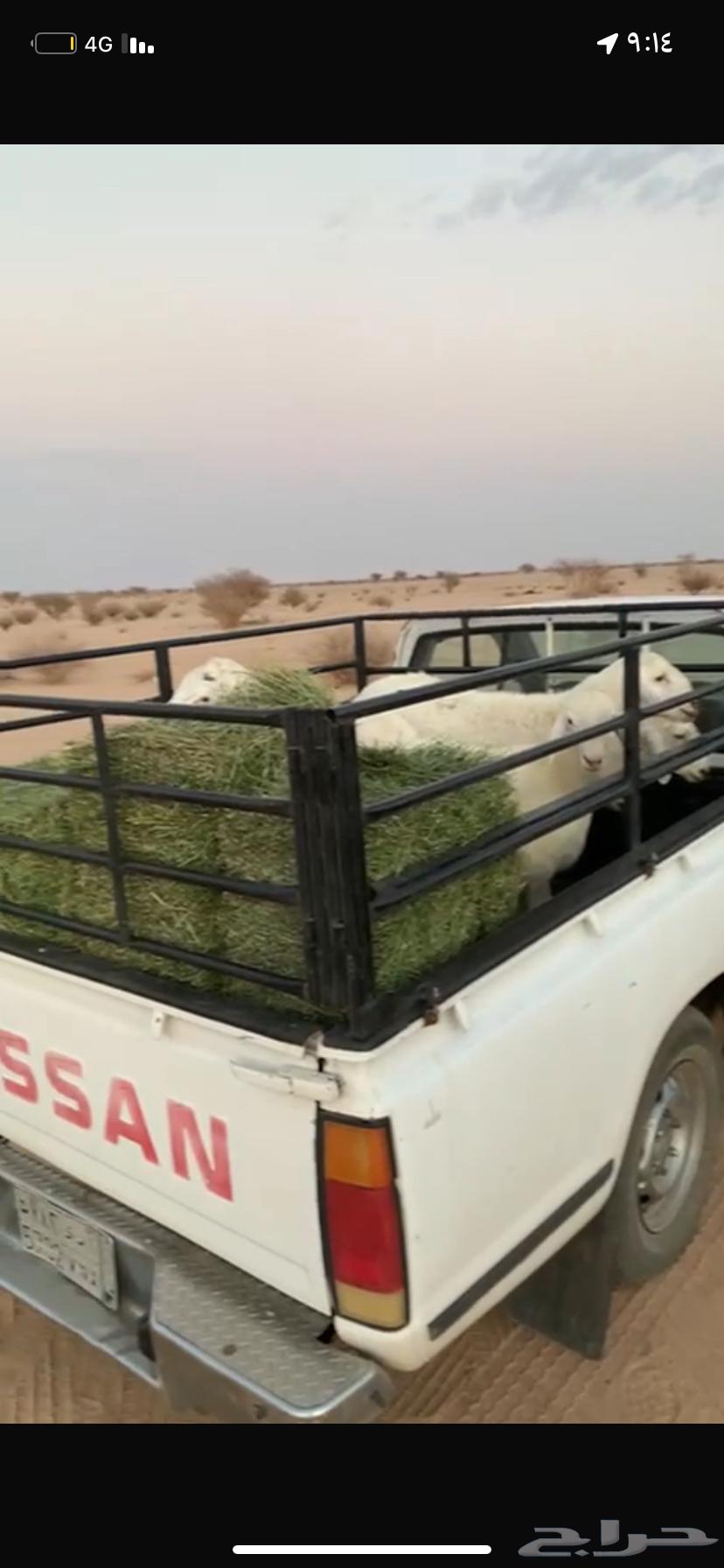 طليان جبرة وثلاجه ورخال باسعار فرصصه64677049206530113