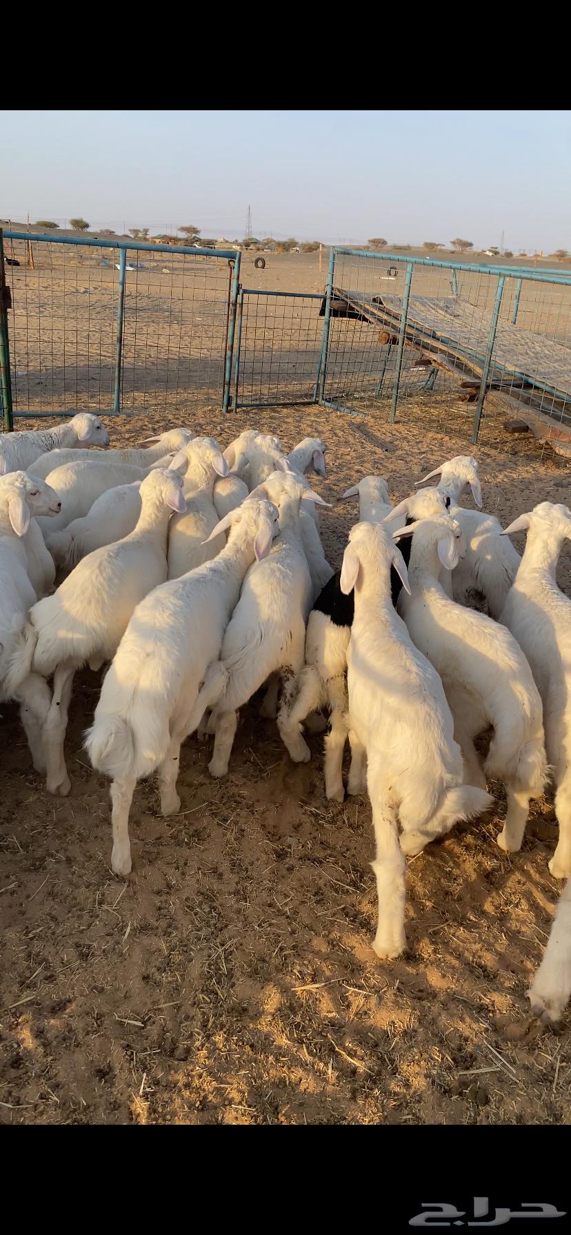 بهم تربيه فاخر تم البيع اضغط متابعه يصلك كل جديد64677150030850110