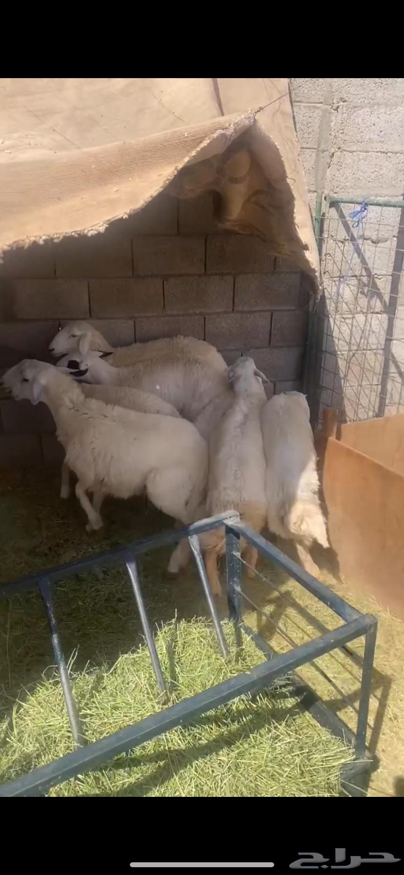 سلام.عليكم ورحمة الله وبركاته حريات للبيع العدد4الباقي مبيو64681175432834112