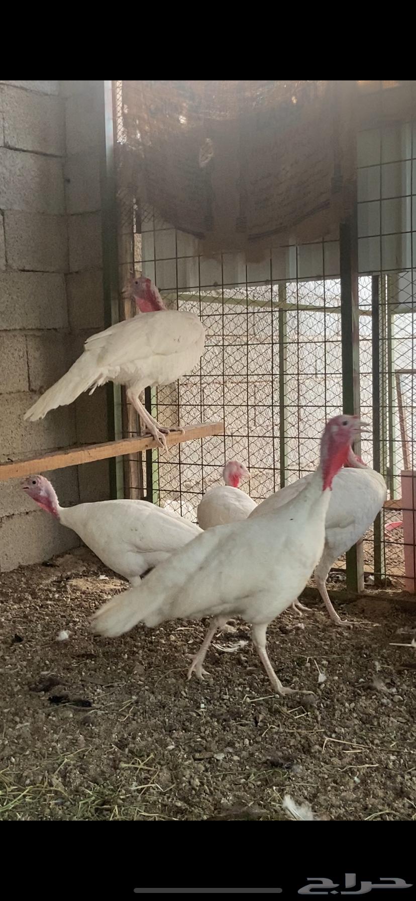 دجاج رومي ابيض صك طقمين للبيع64682911958018110