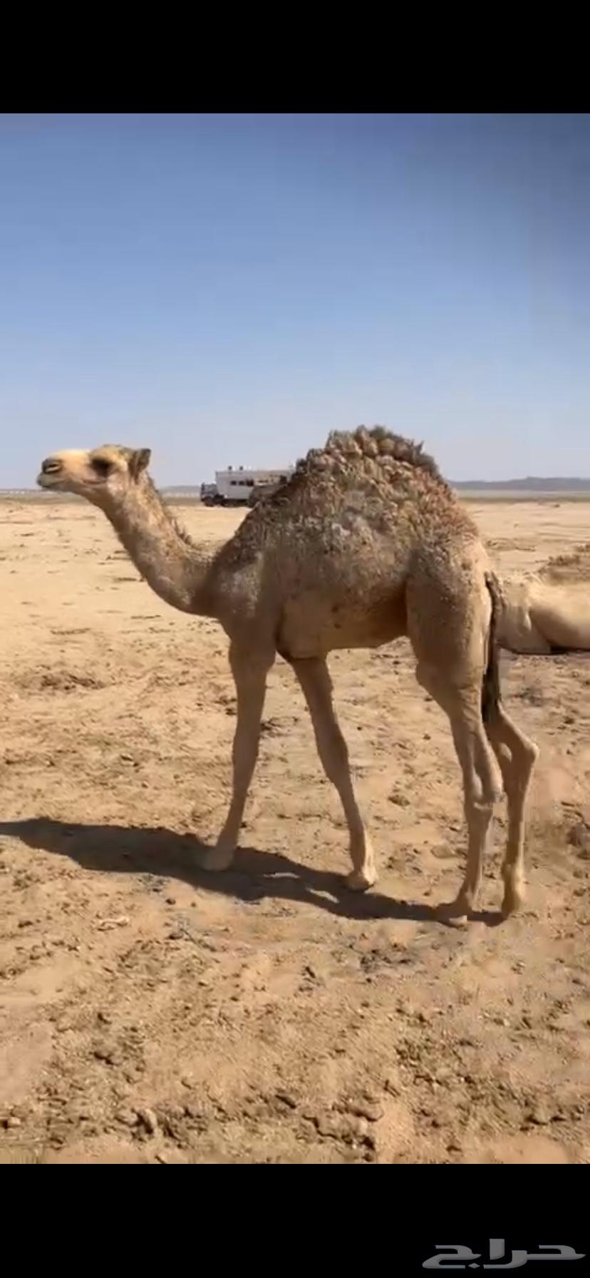 قعود عمره تقريبا  اربع شهور وزياده64676542093314111