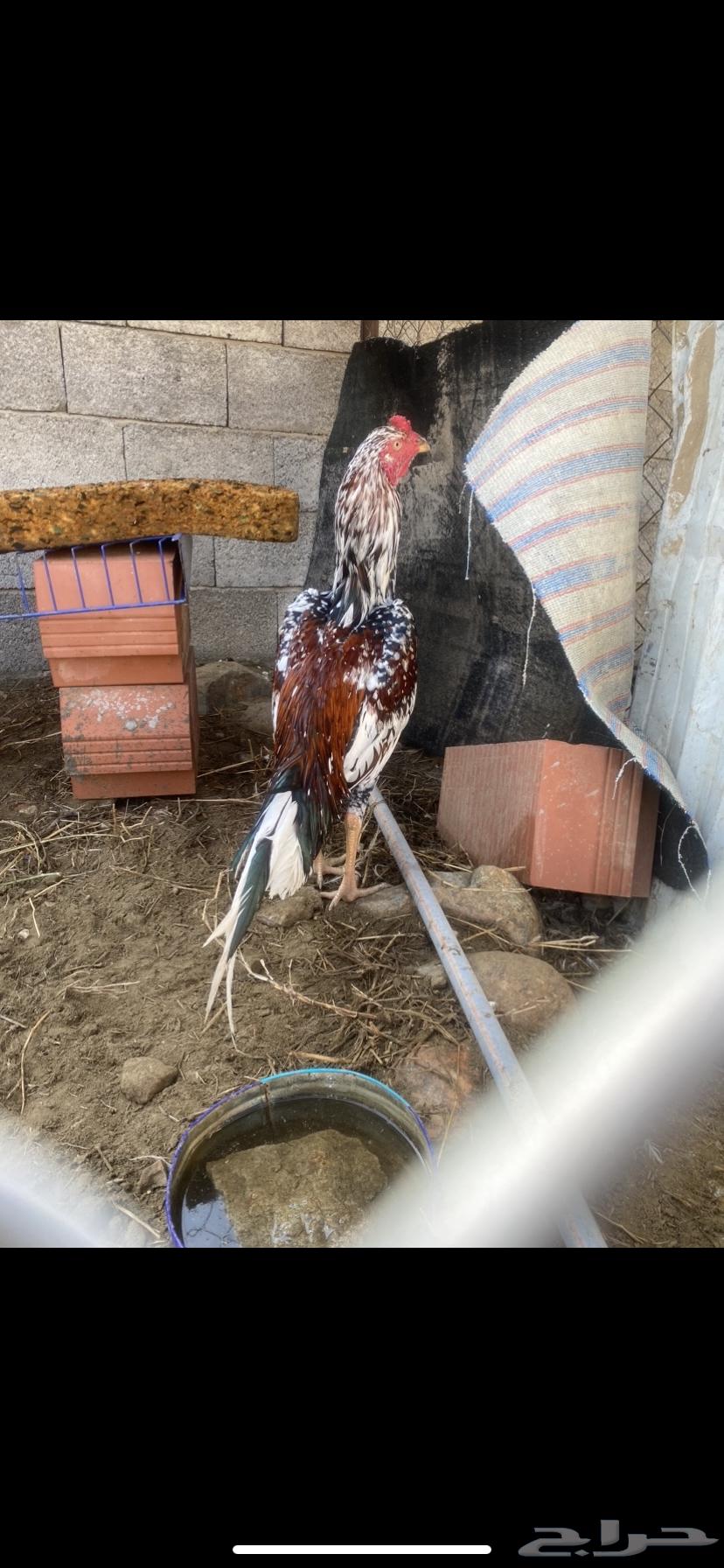 ديك سندي بيور64682554362755110