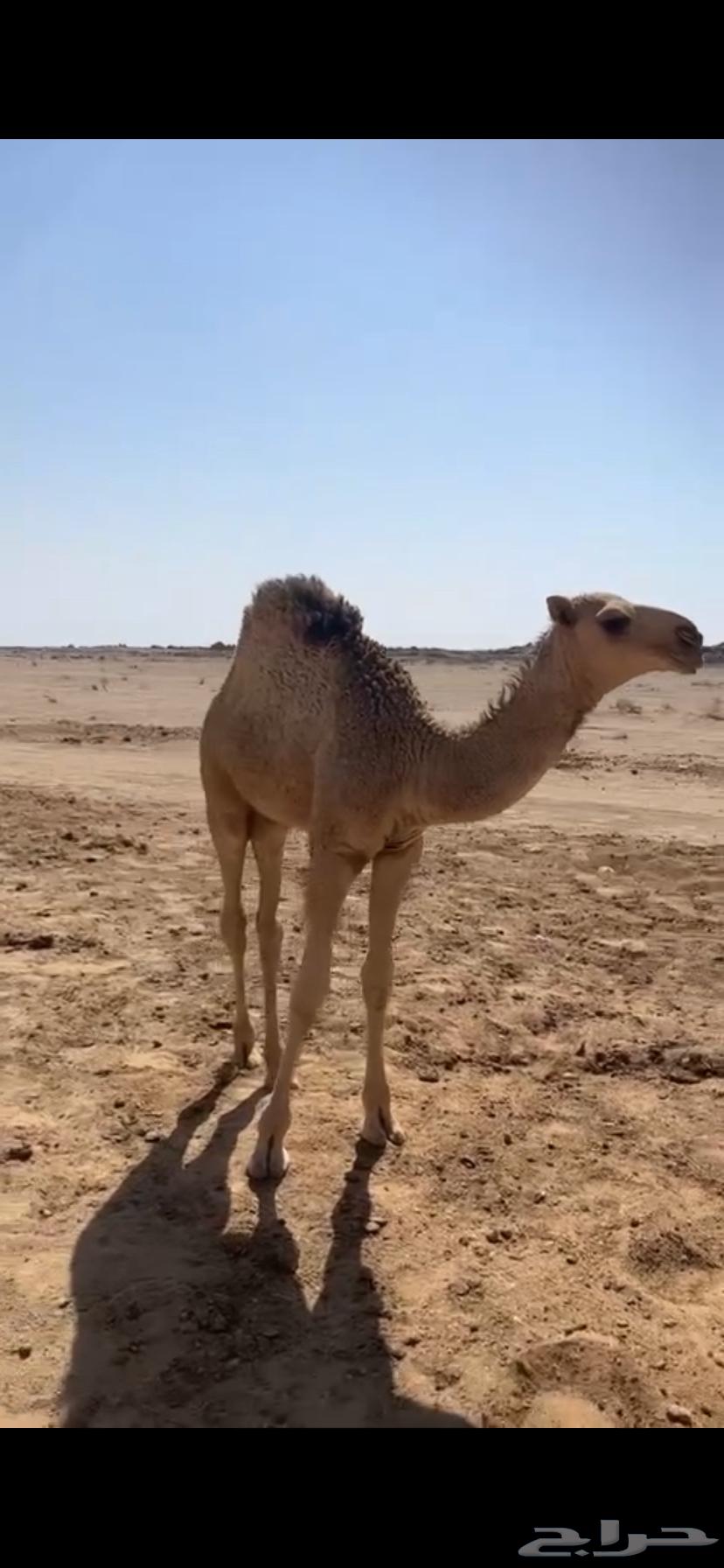 قعود عمره تقريبا  اربع شهور وزياده64676542093314110