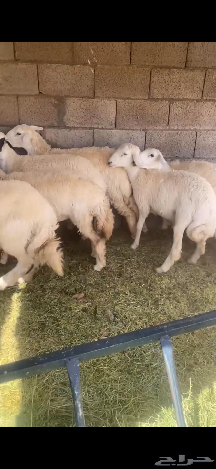 سلام.عليكم ورحمة الله وبركاته حريات للبيع العدد4الباقي مبيو64681175432834111