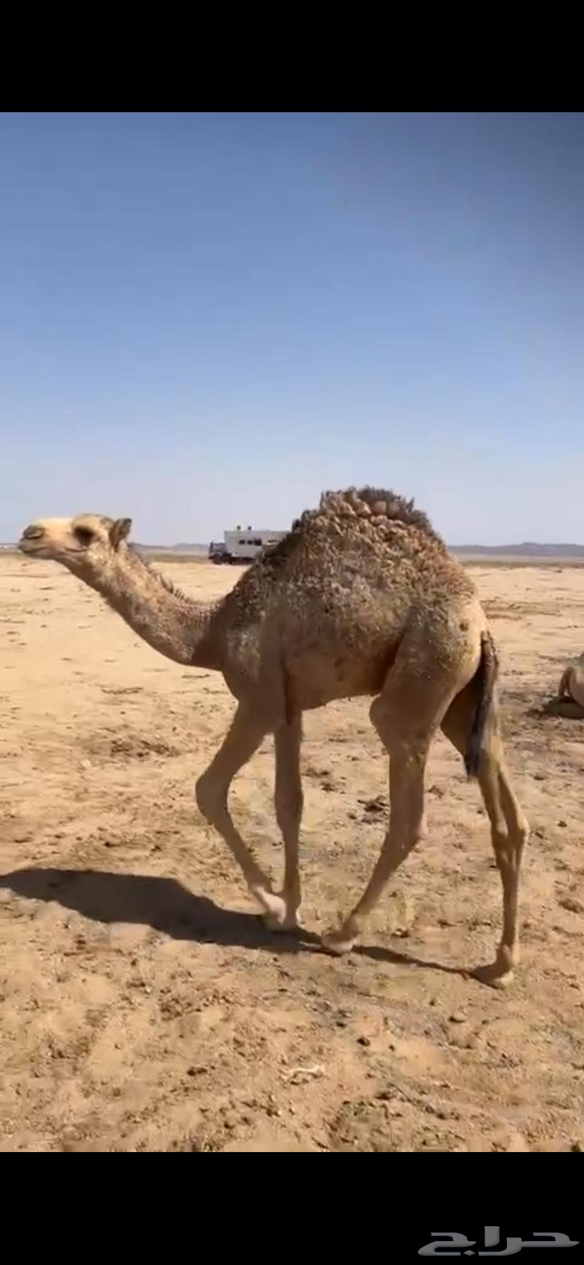 قعود سمين64678919265411110