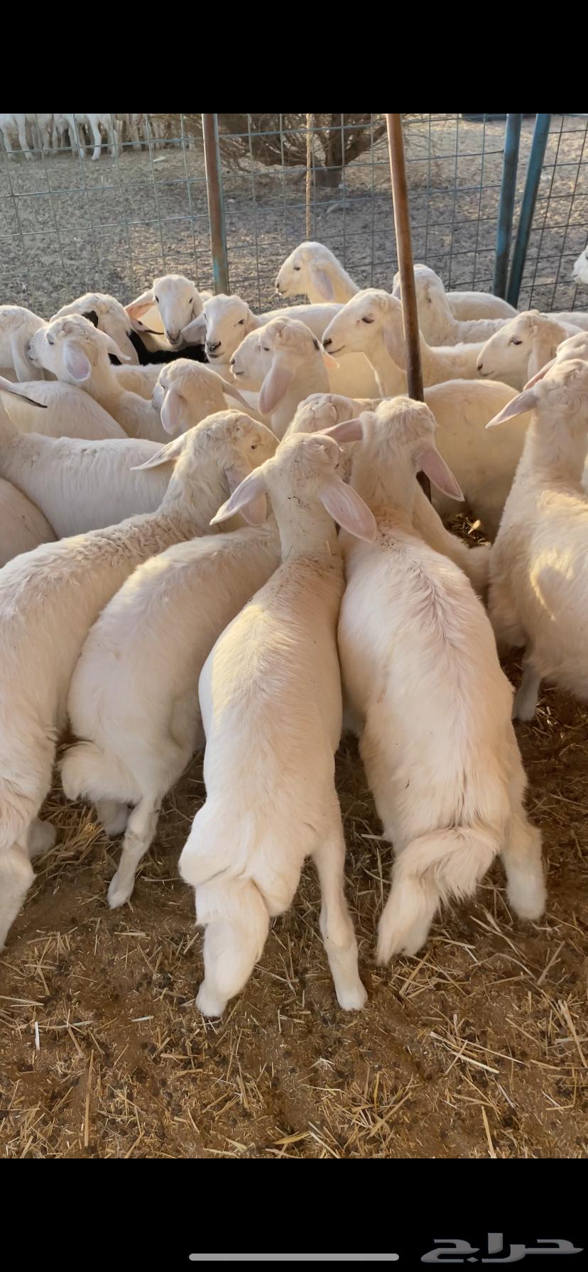 بهم تربيه فاخر تم البيع اضغط متابعه يصلك كل جديد64677150030850112