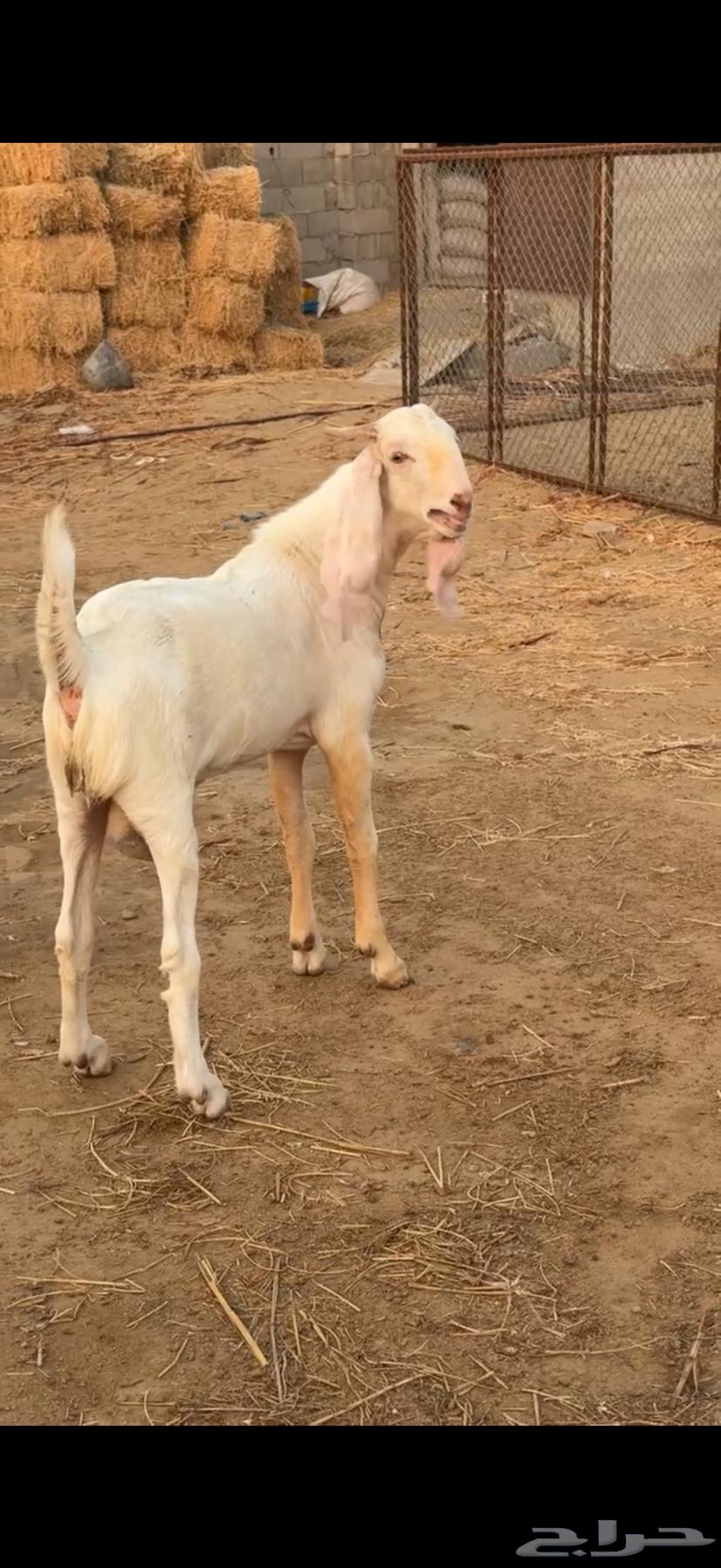 حلي الصوالحه64682329781635113