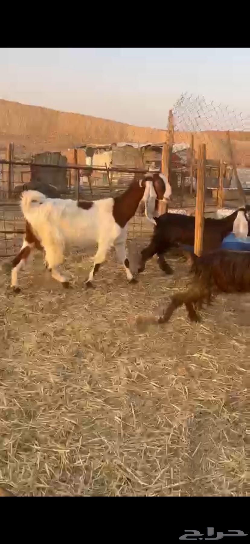 معزا مراح واحد للبيع64679086802563112