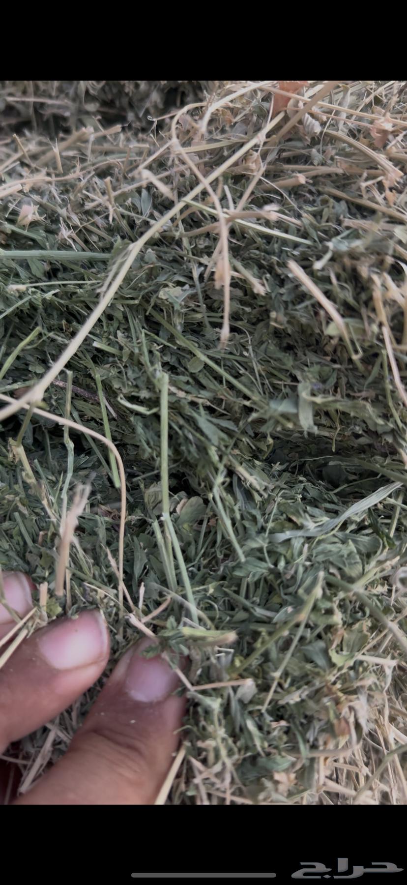 برسيم صافي ناعم ورق وفاخر الوصف تحت64677350539010112