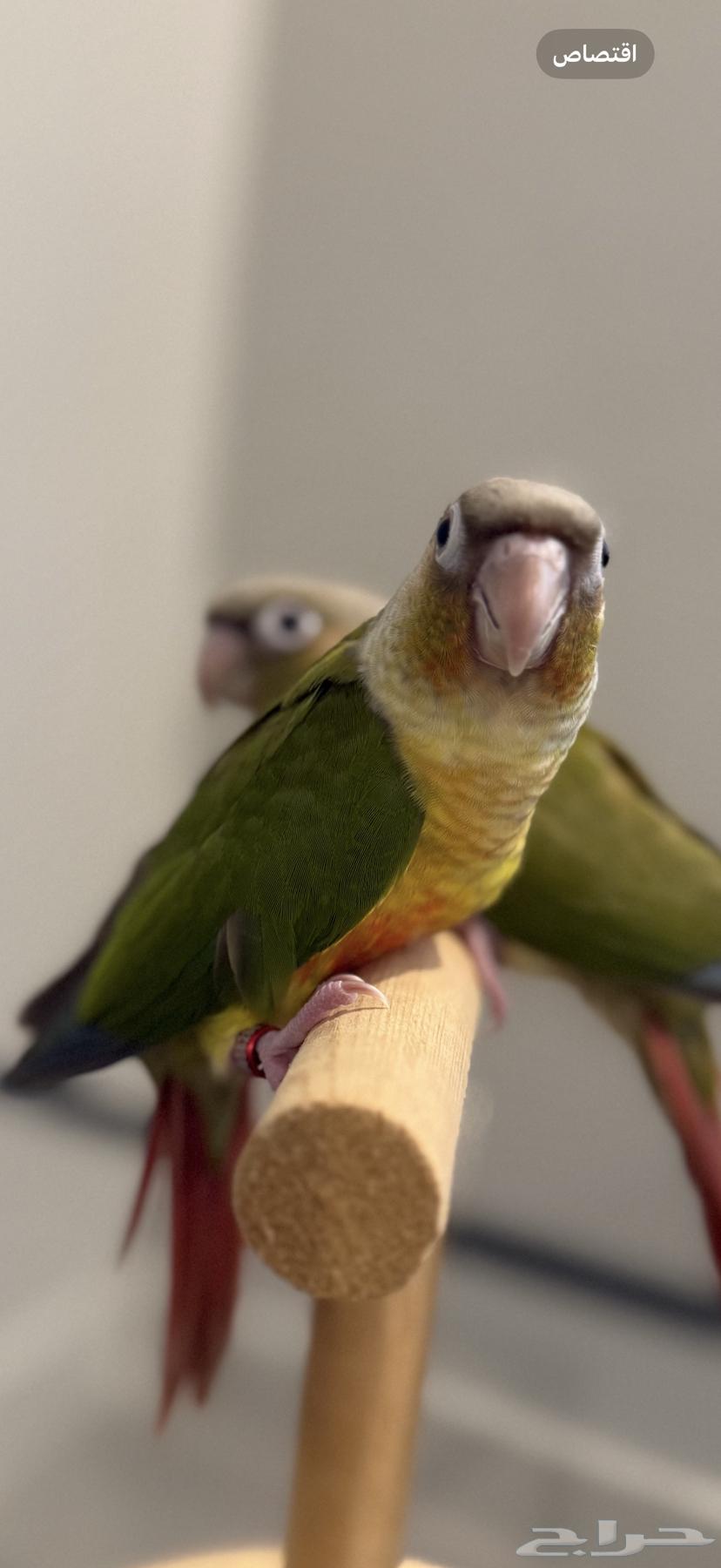 كنيور اناناس نهاية غر ( يوجد تابي   وتوصيل جدة وخارجها)64686425241858110