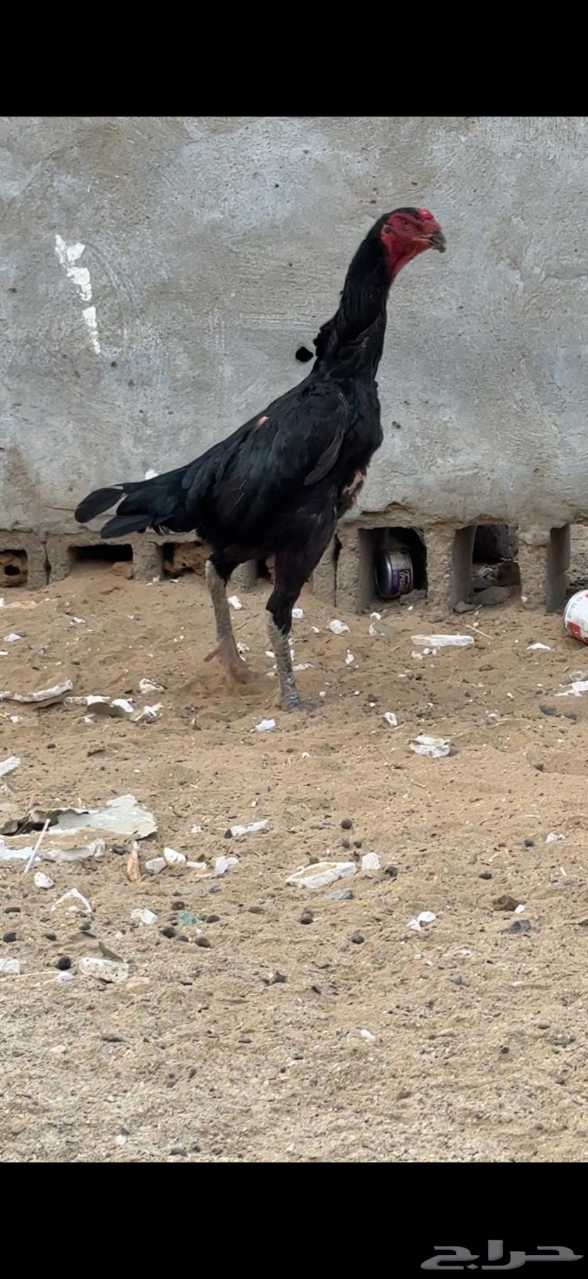 اربع دجاجات شامو الماني منتجة شرط64680048899073111