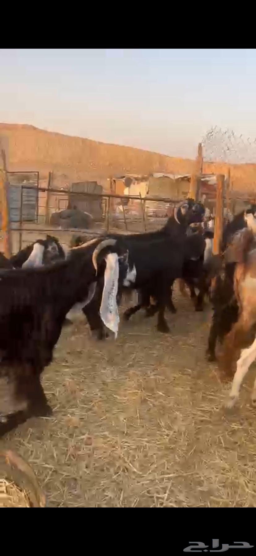 معزا مراح واحد للبيع64679086802563111