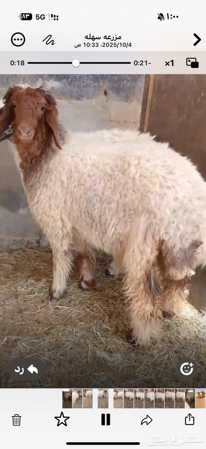 Rakhal Na'eem Production: Closed Trunks by Al-Marah64680586077699112