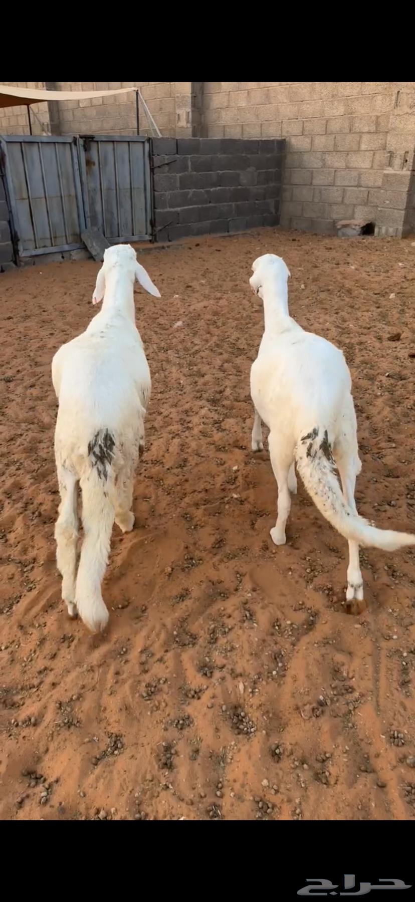 للبيع سواكن مرابي 5 شهور ظهورها شرط نظيفه64684416683777112