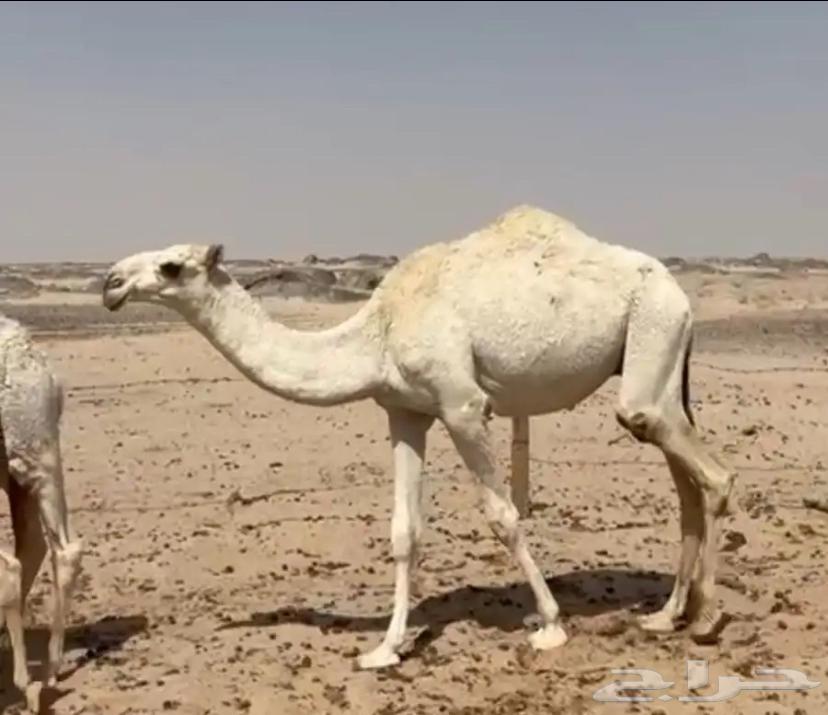 قعدان للبيع الحوميات64678777181826111