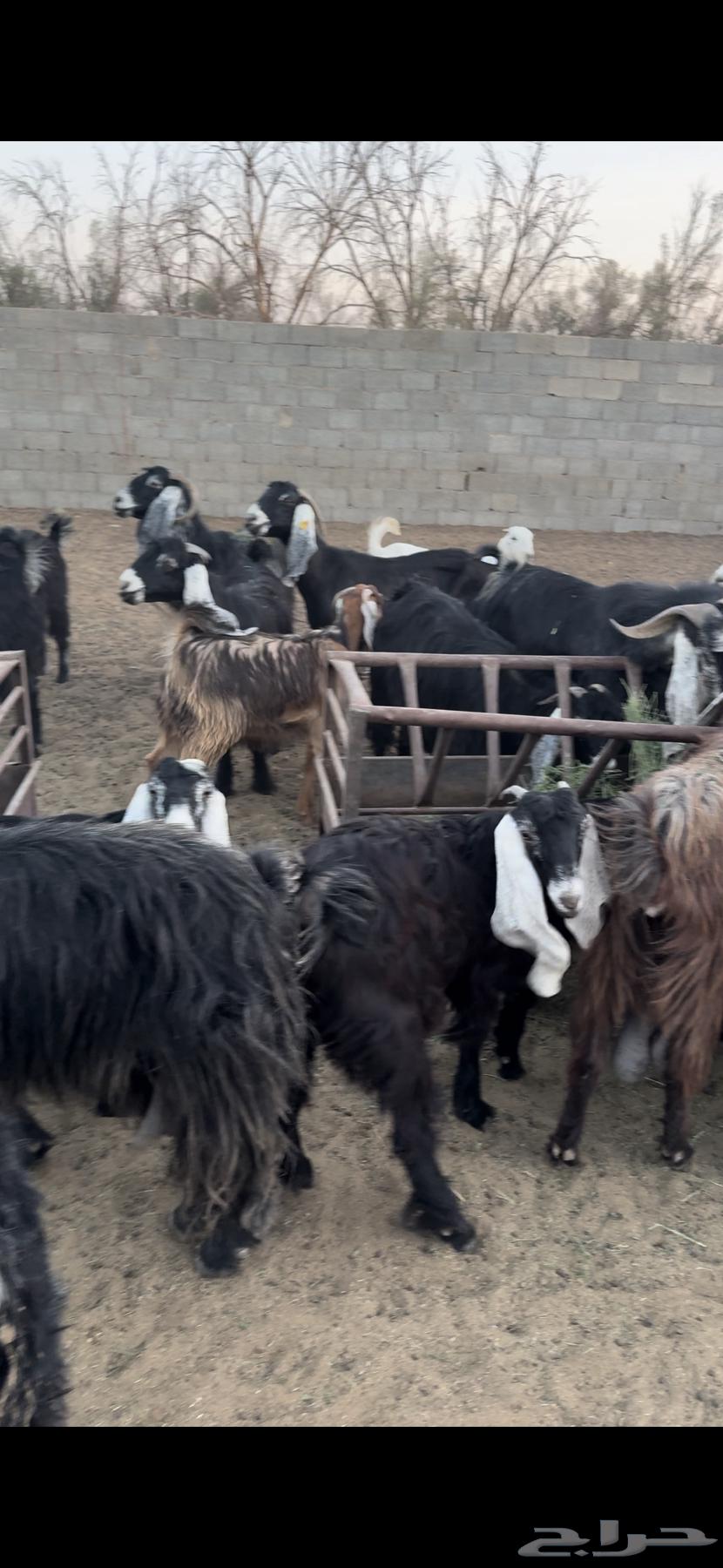 For Sale: One Group of Goats with Offspring and a Ram, One Pen64678526588546114