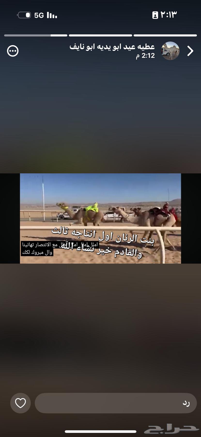 قعود للبيع سوداني64491973232898111