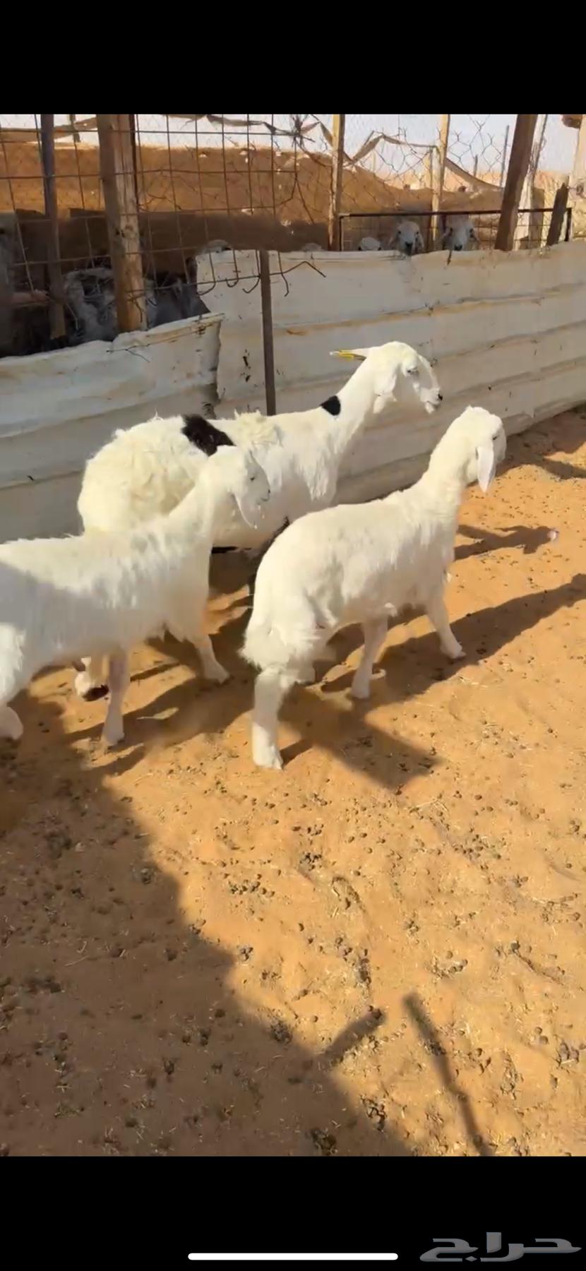 للبيع شاه تحتها 264678878798851111