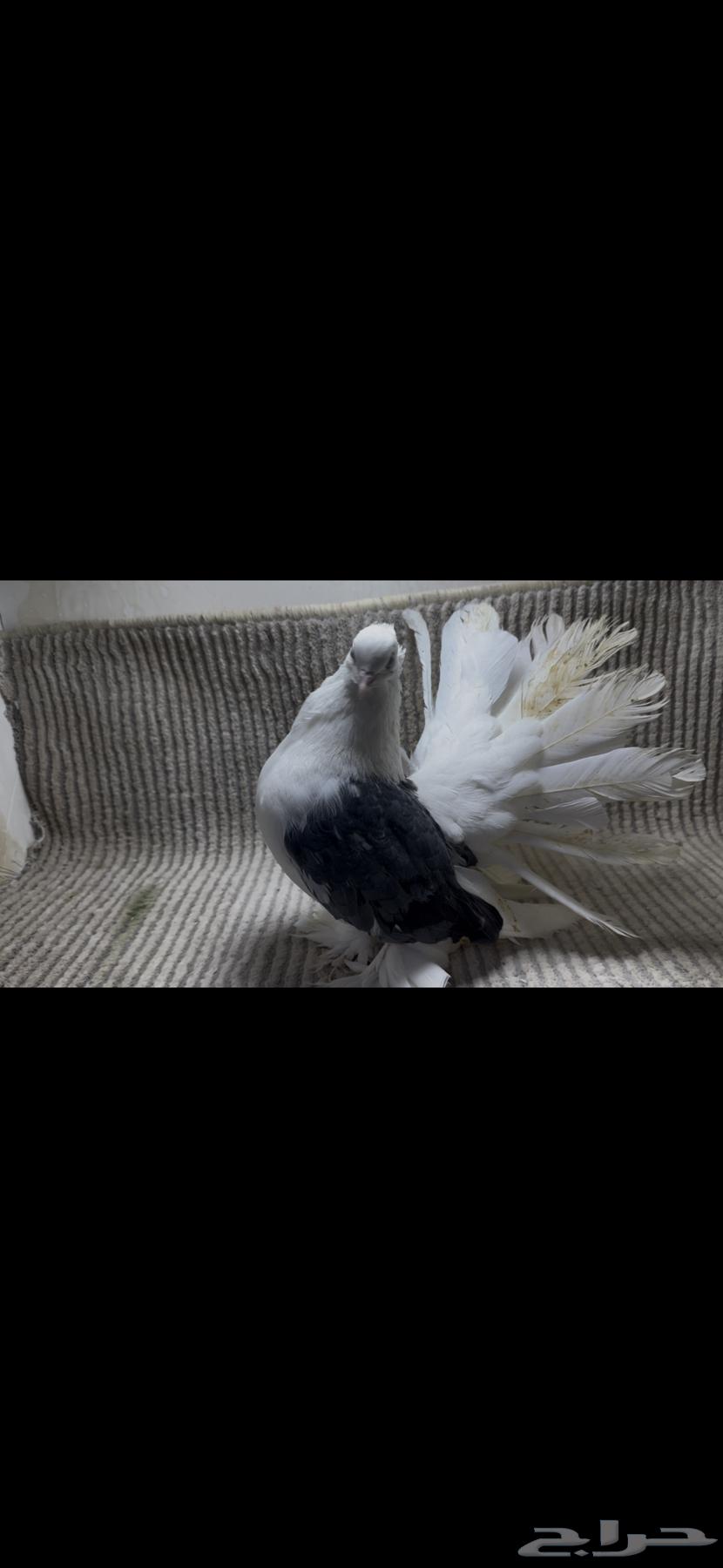 للبيع حمام شماسي64678401685635111