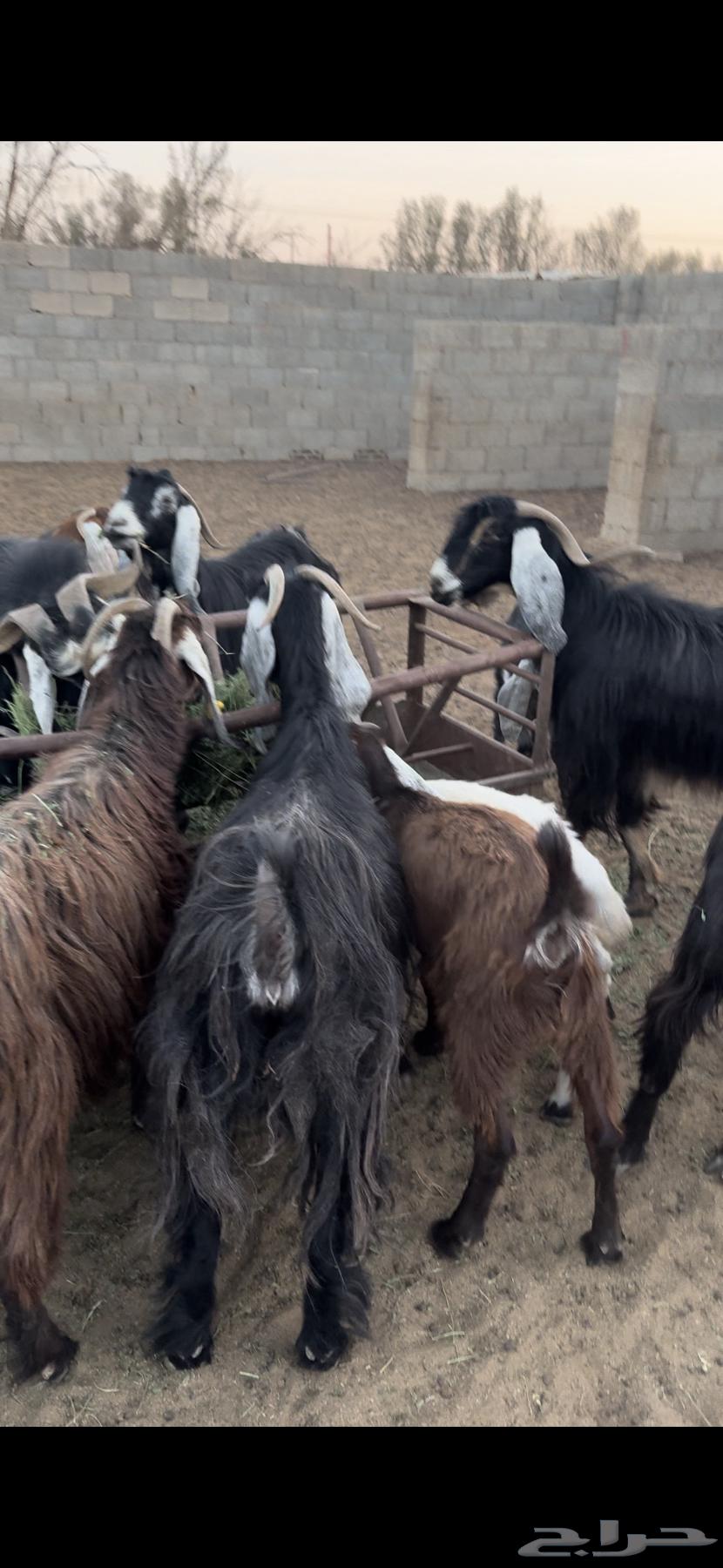For Sale: One Group of Goats with Offspring and a Ram, One Pen64678526588546111