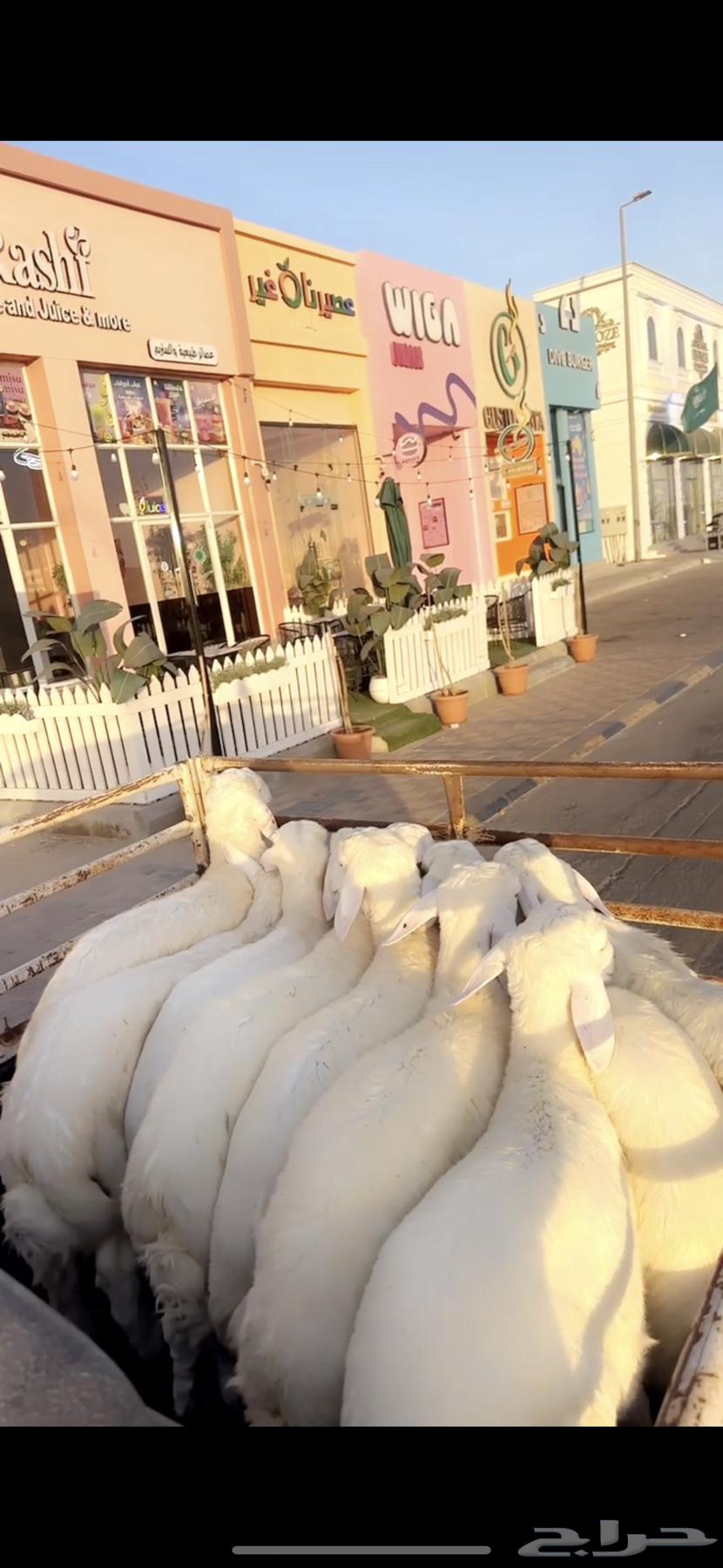 خرفان ورخال حريات64680536253697111