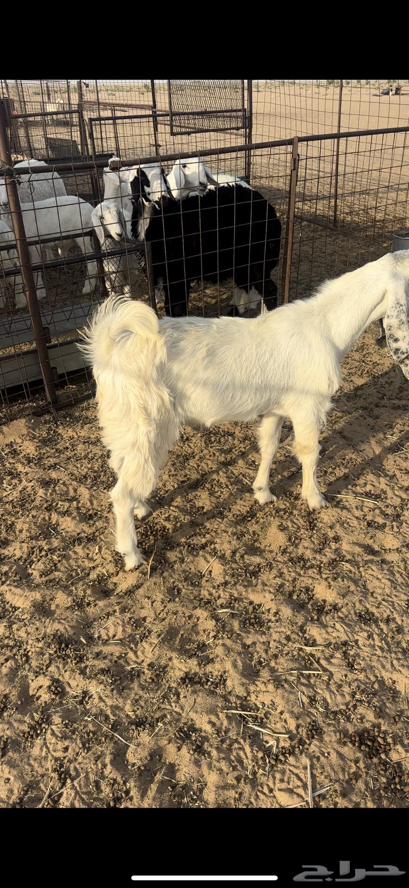 Sacrificial Goat64678777145217111