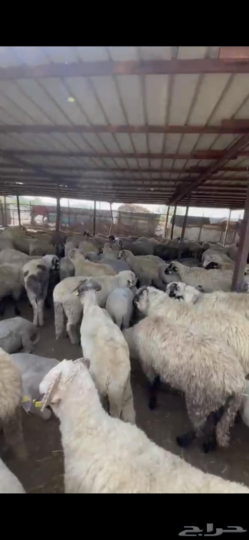 No Roman Sheep and Goat Fat and Meat, 1030 SAR64679412273026110