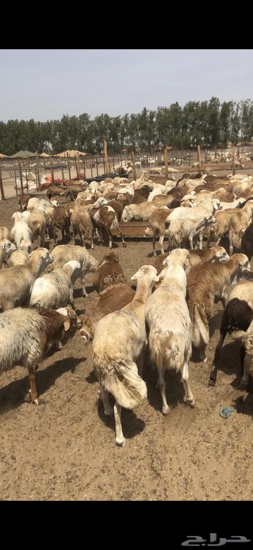 فرصة لا تعوض رفيدي مرابي 610 ريال فقط64572901973123110