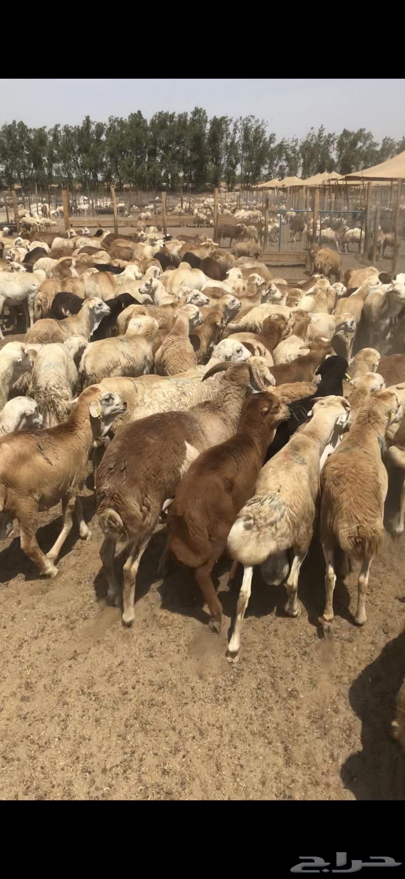 فرصة لا تعوض رفيدي مرابي 610 ريال فقط64572901973123111