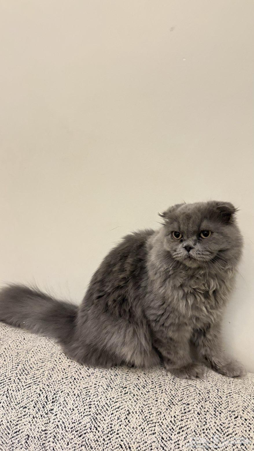 قطو شيرازي العمر 5 اشهر للبيع64681262991233111