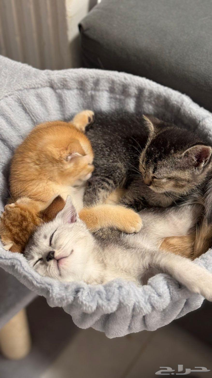 قطط سكوتش للبيع كيتن ذكور اناث64512636926083110