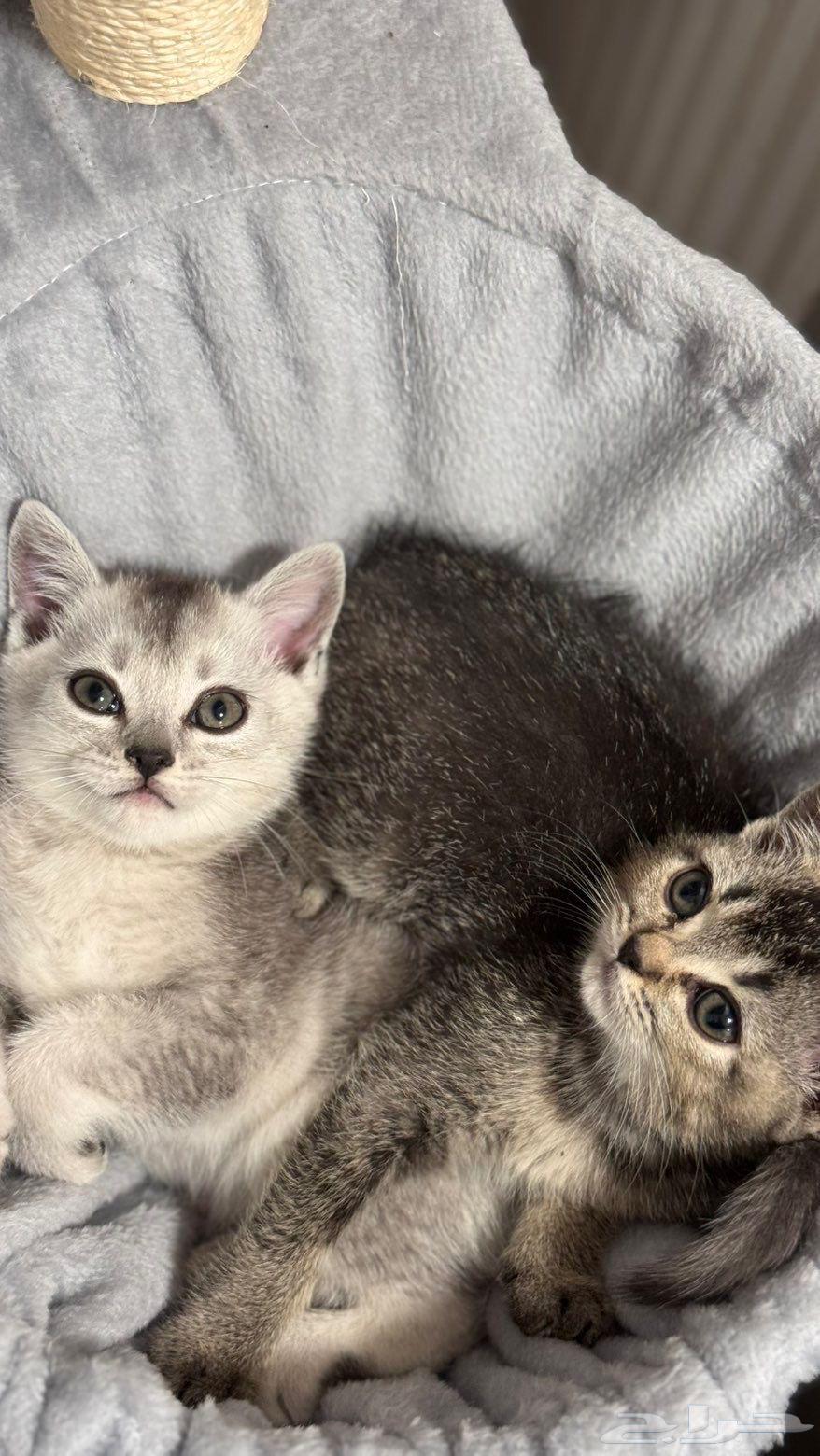 قطط سكوتش للبيع كيتن ذكور اناث64512636926083111