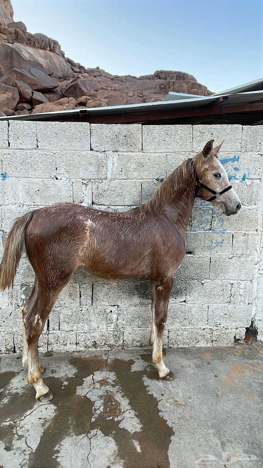 للبيع مهر واهو64509504805634111