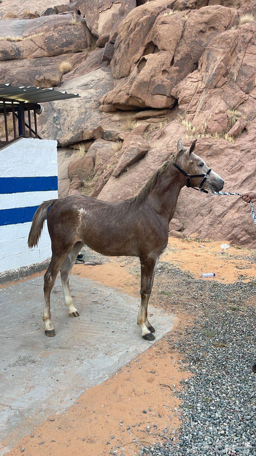 للبيع مهر واهو64509504805634112