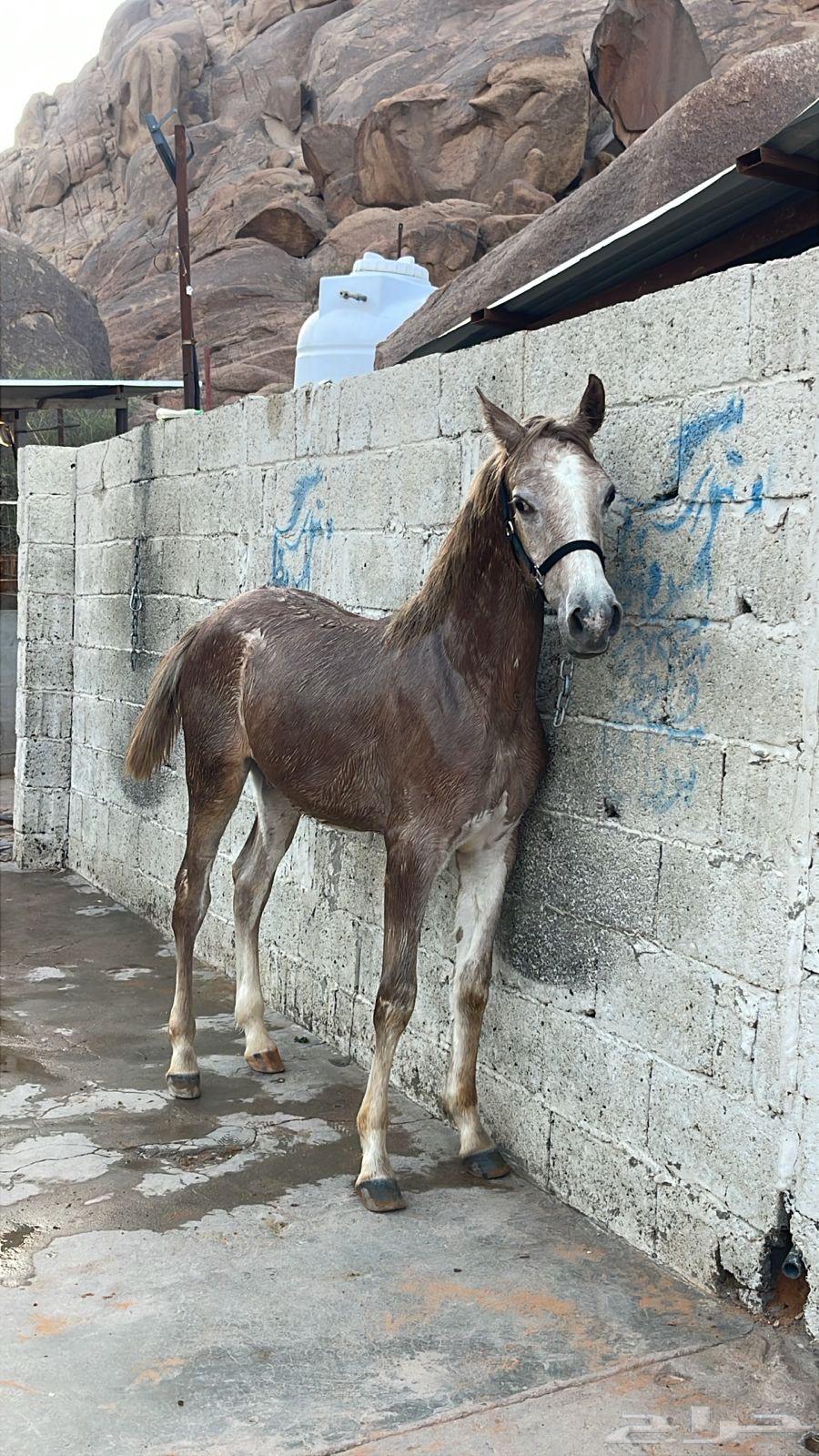 للبيع مهر واهو64509504805634110