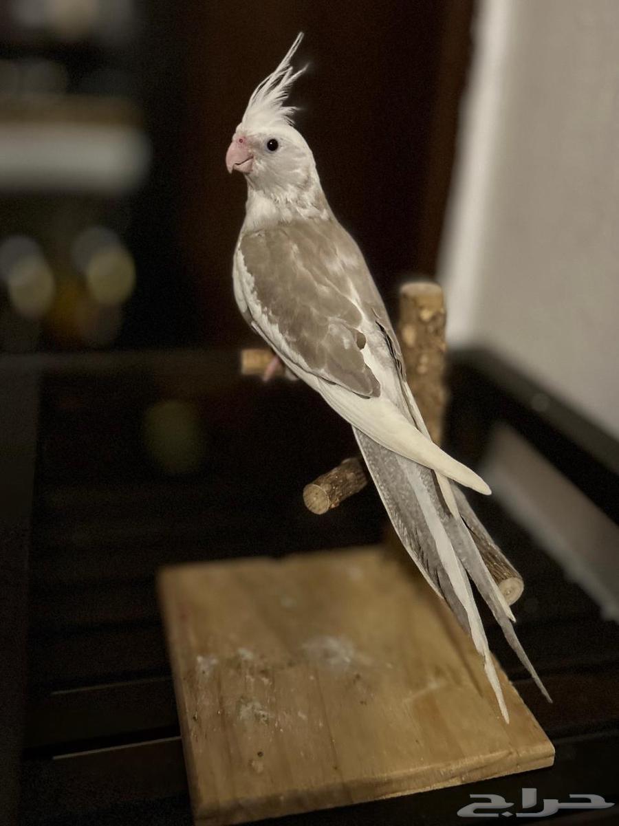 Dutch Crowntail Betta Fish64683491475841110