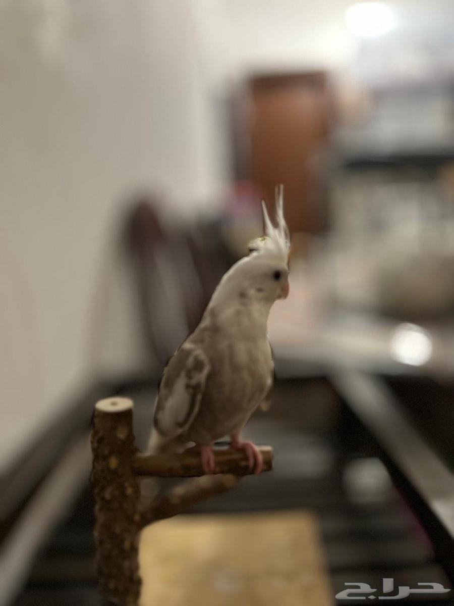 Dutch Crowntail Betta Fish64683491475841112