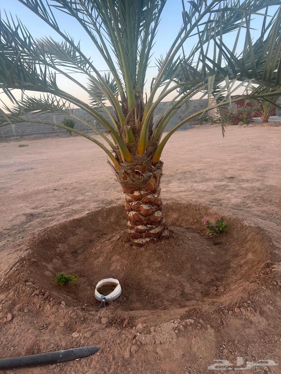 Beekeeping, planting and cultivating palm trees and other trees64169995516290110