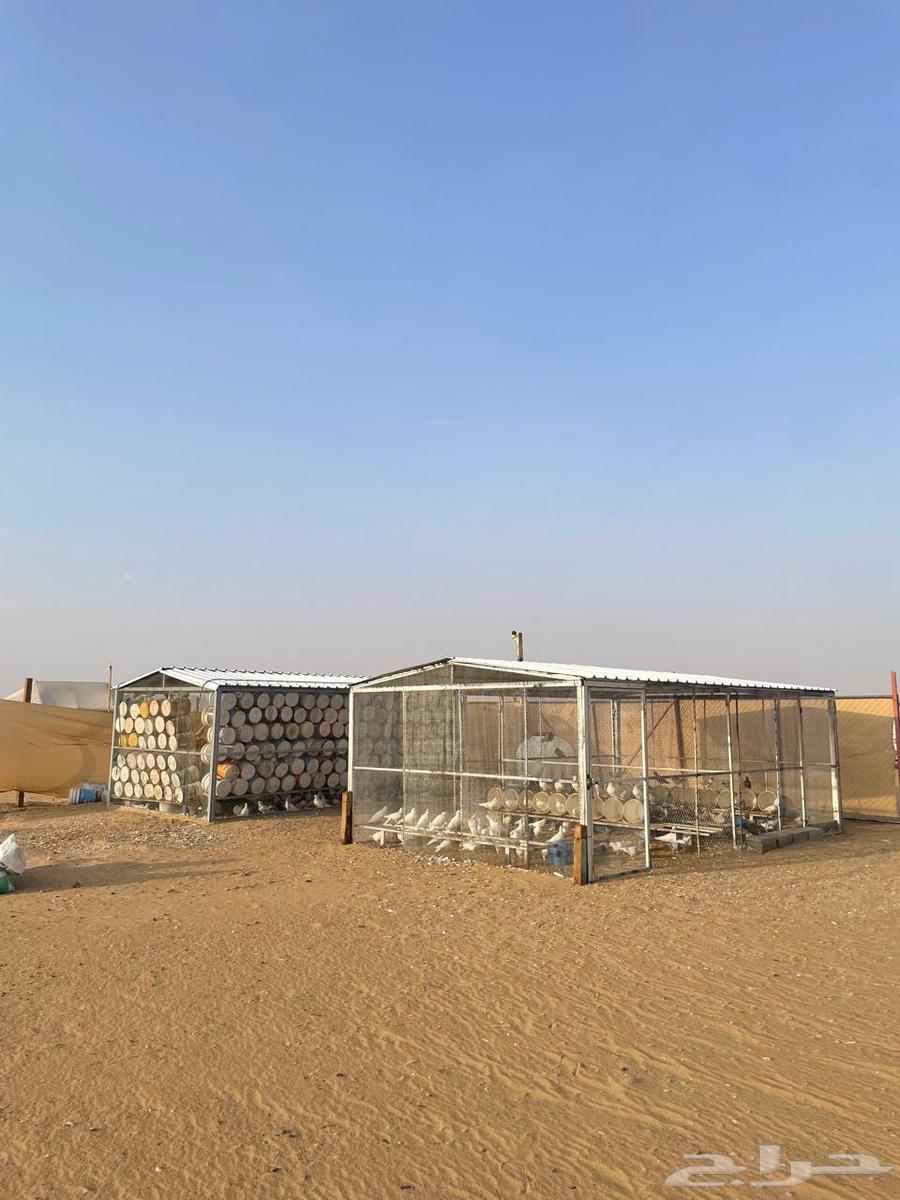 حمام فرنسي للبيع مع شبوك بقلاوة64677275389313110