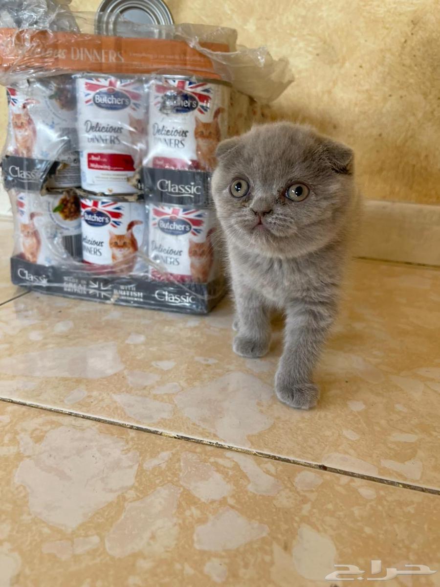 كيتنز سكوتش فولد بلو اقساط تابي64629880274945114