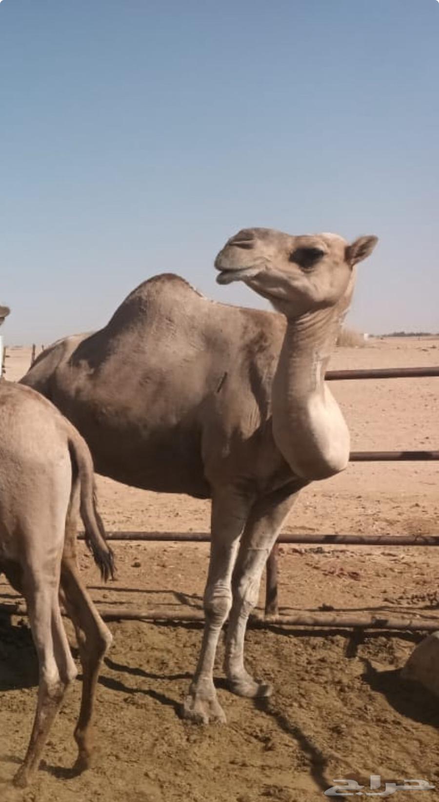 بنت الهاجس سابق بيدها64677388432899110