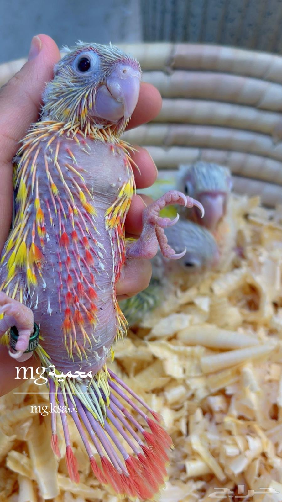 فروخ كنيوزر صن شيك ما شاء الله64590728807298113