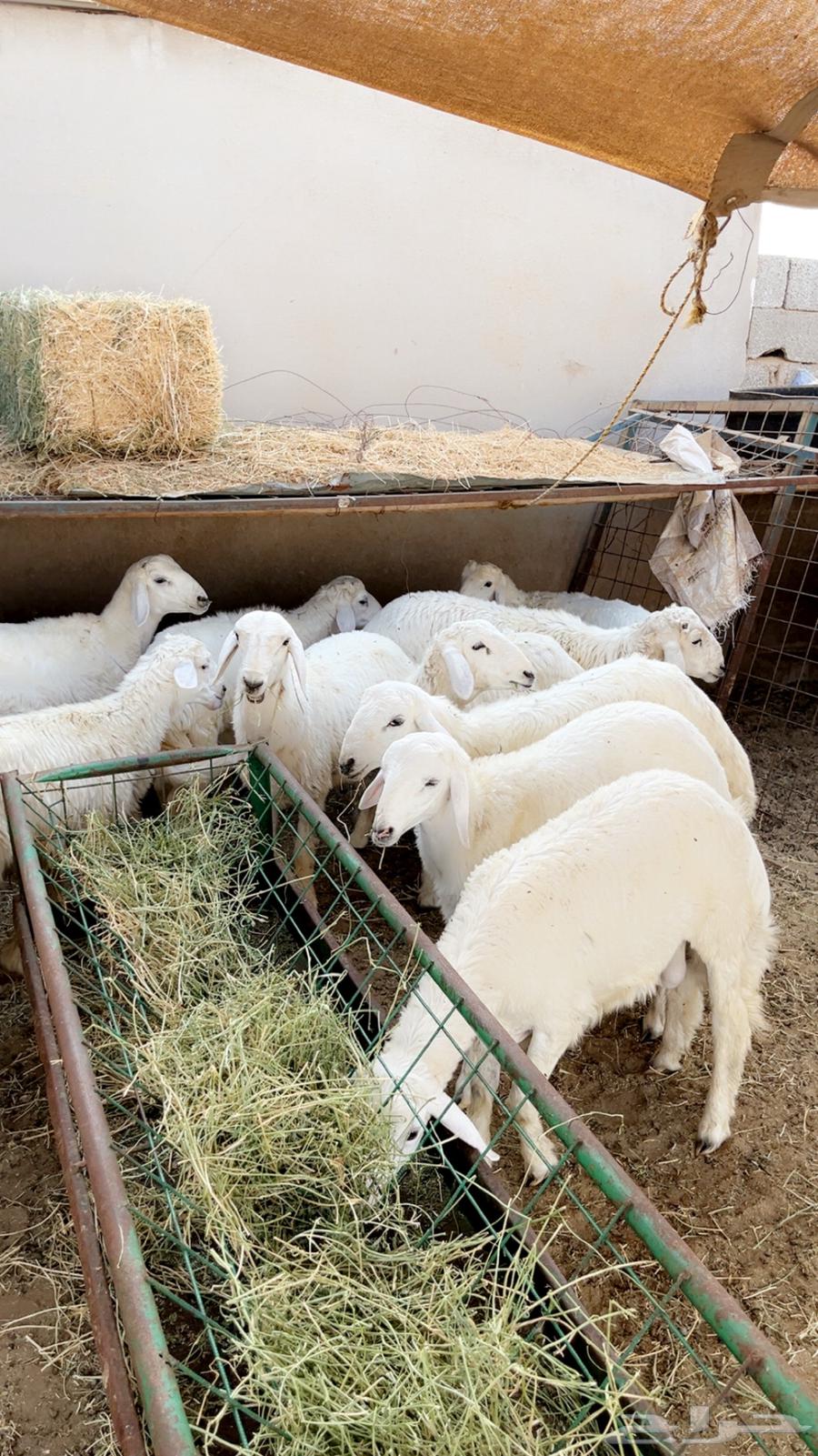 حريات للثلاجه اوزان طيبه مع خدمه ذبح وتوصيل64611729231489111