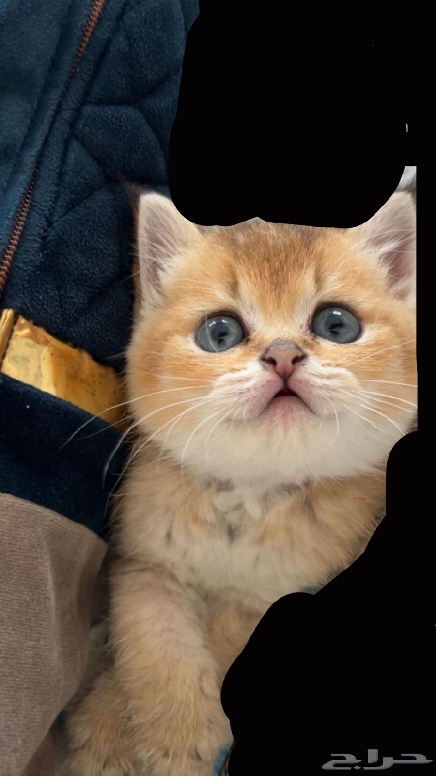 Scott for sale64544678014849112