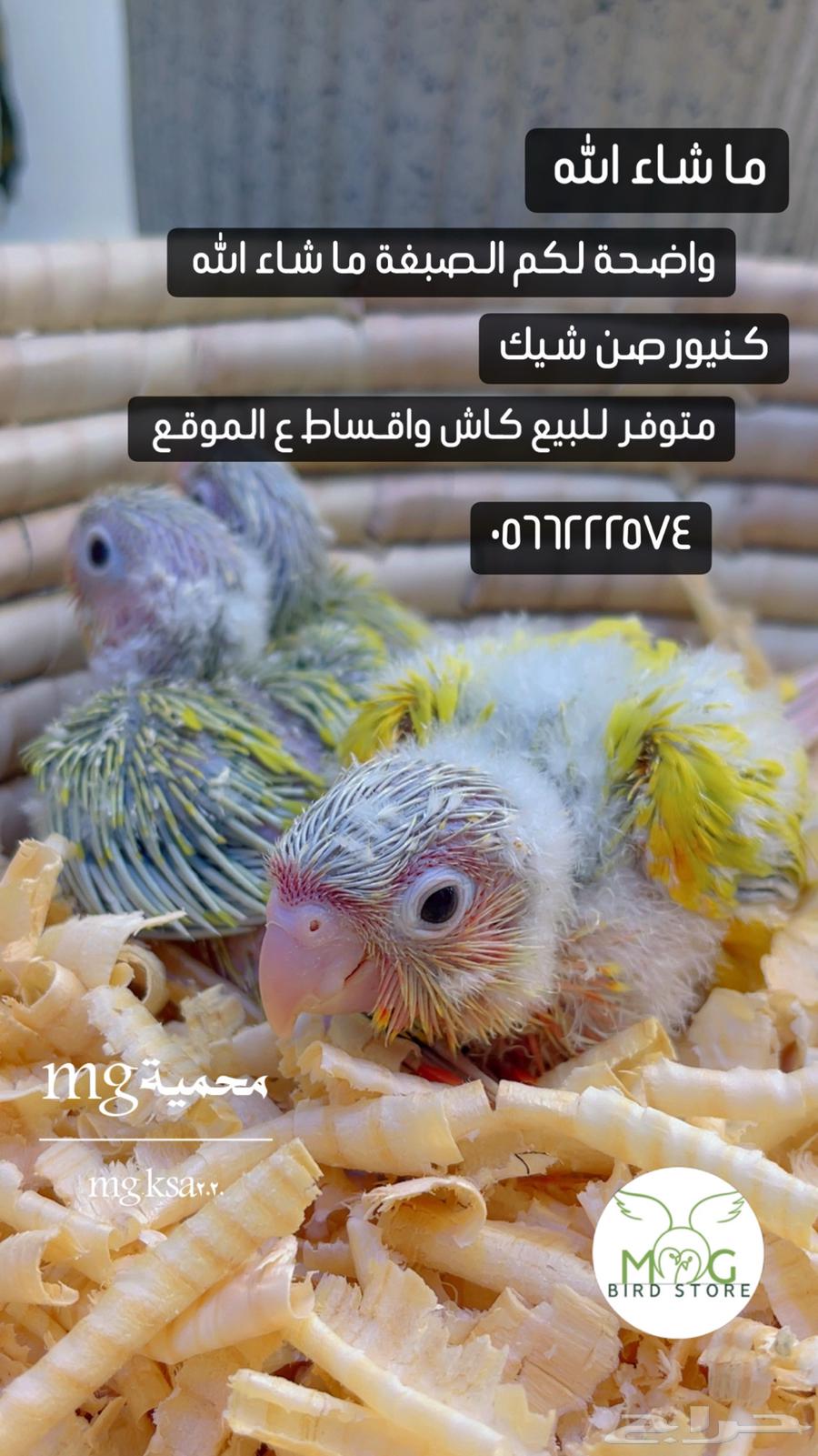 فروخ كنيوزر صن شيك ما شاء الله64590728807298110