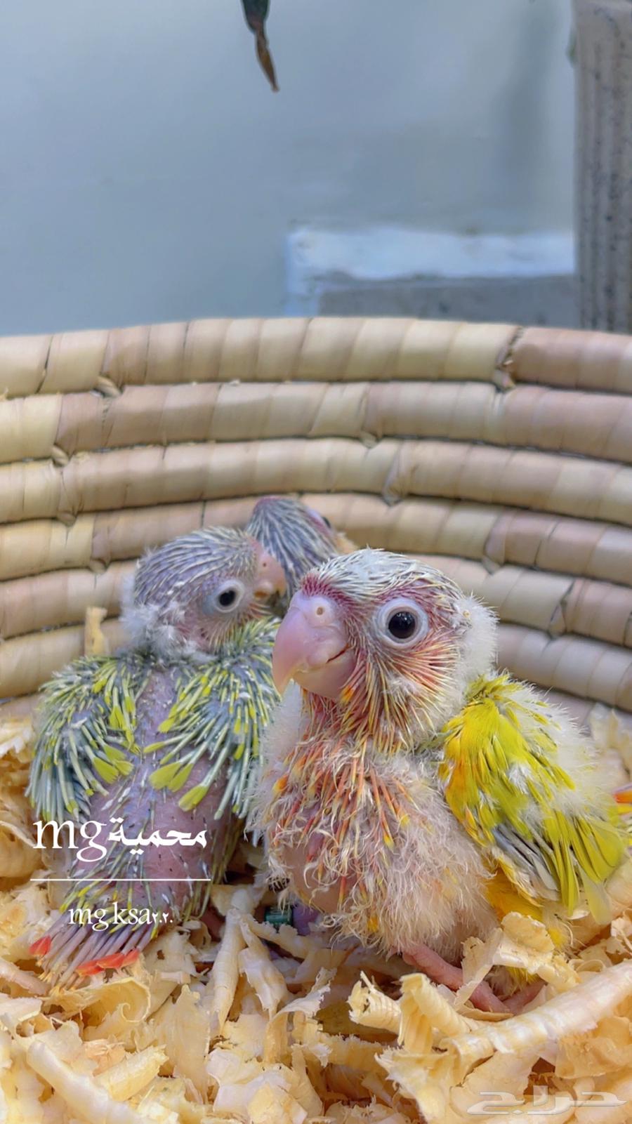 فروخ كنيوزر صن شيك ما شاء الله64590728807298111