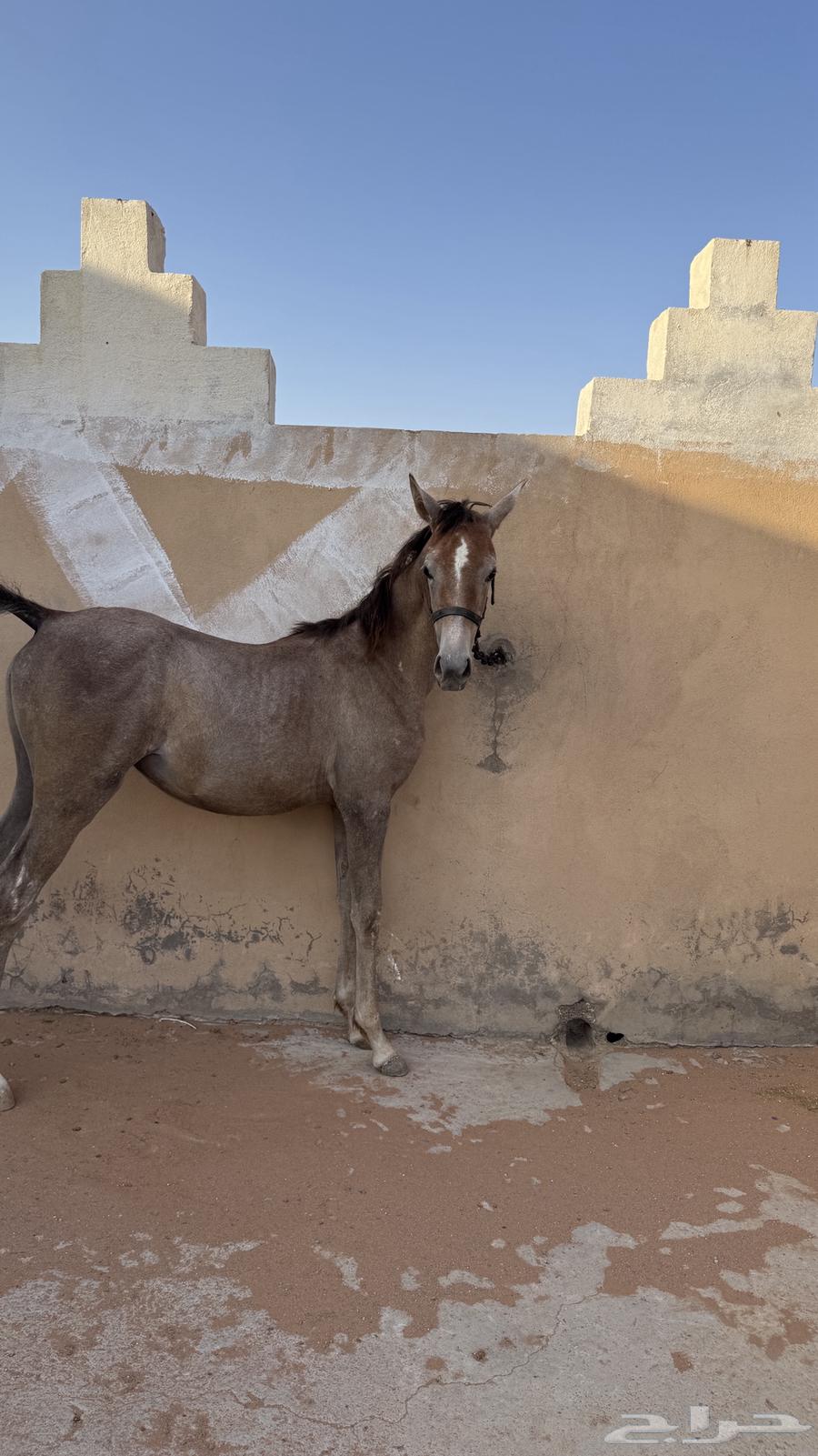 مهره شعبيه شيخه64690185926786110