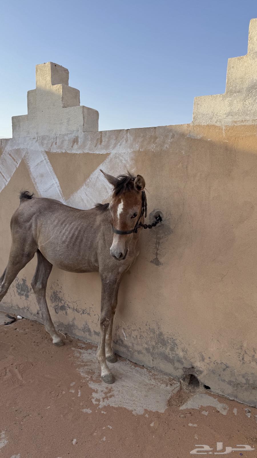 مهره شعبيه شيخه64690185926786112