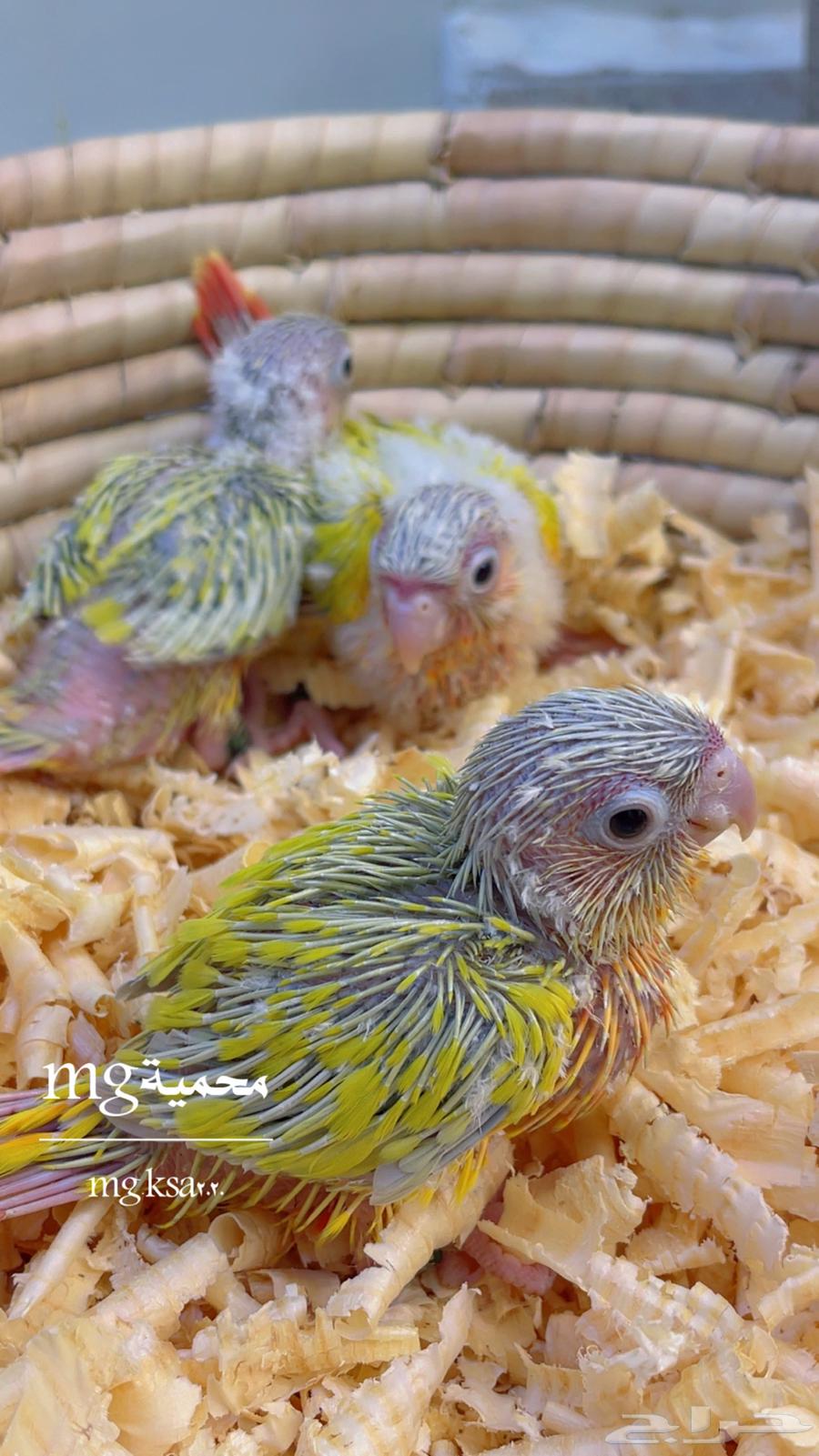 فروخ كنيوزر صن شيك ما شاء الله64590728807298112